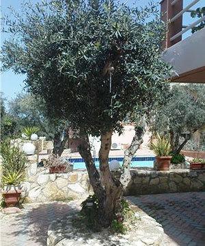 Nea Kydonia Suites & Studios Daratsos Exteriör bild